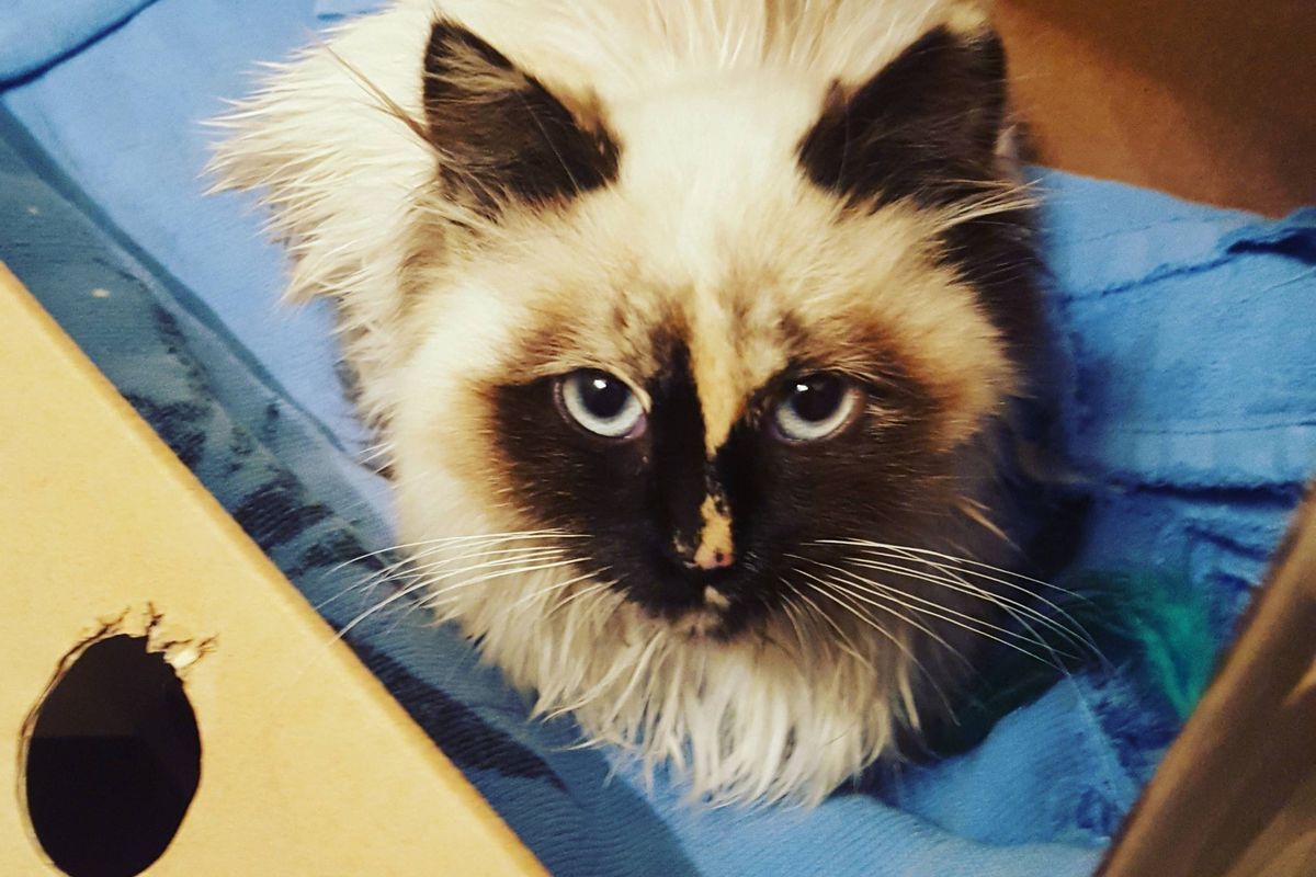 Scrawny Stray Kitten Walks Up to Lacrosse Team, Meowing for Love