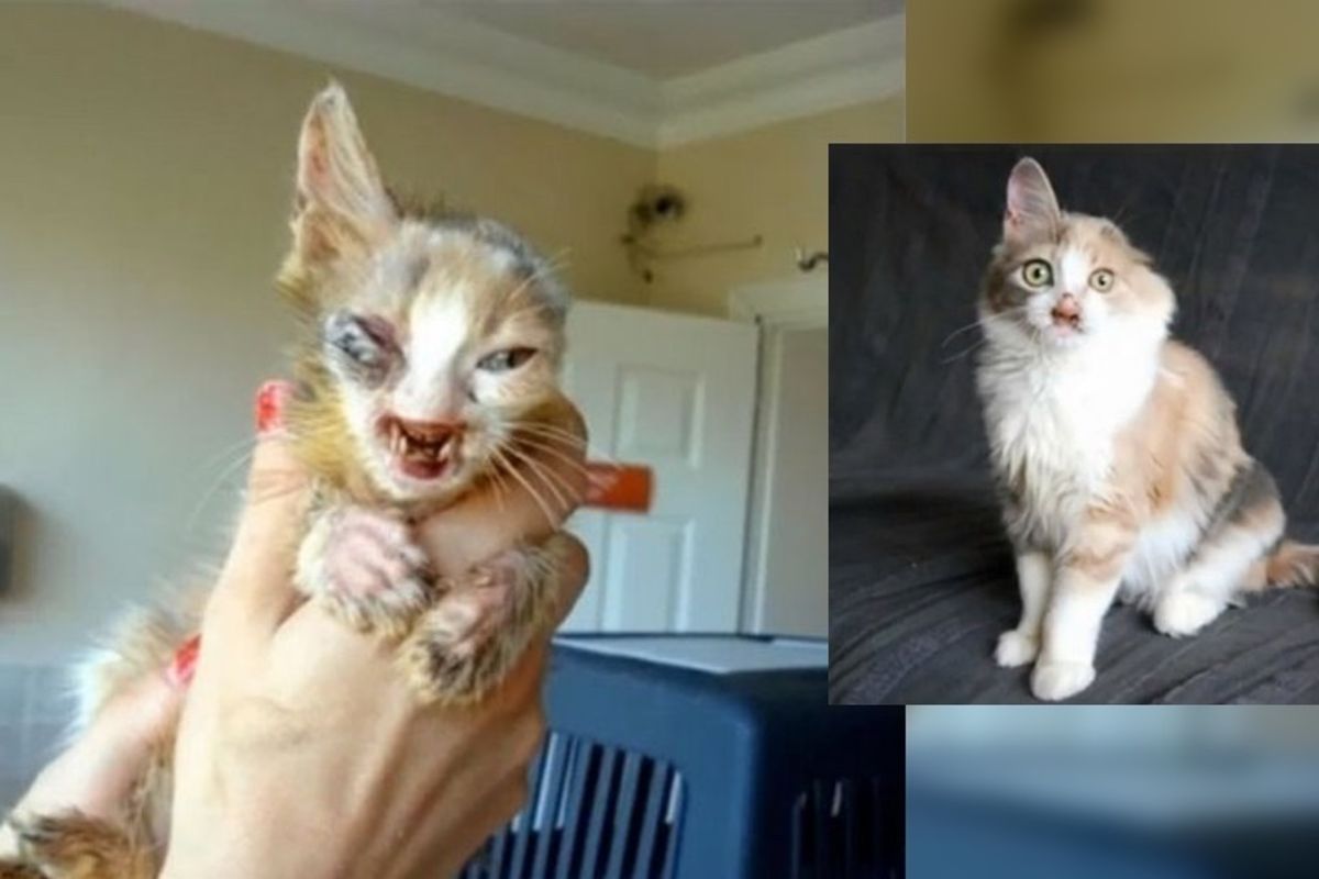 Kitty was Ignored Because of Her Face Until 7-year-old Girl Saved Her and Changed Her Life