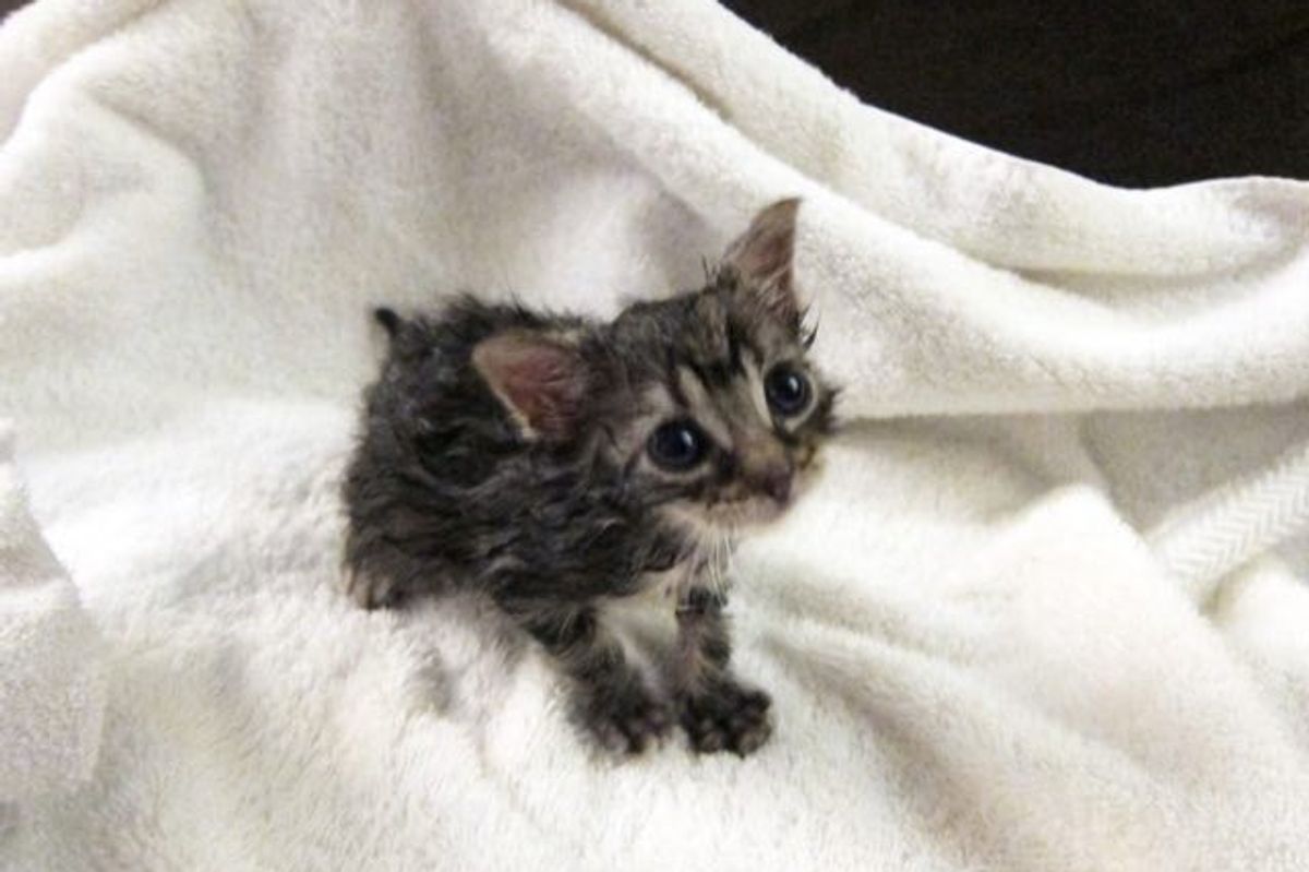 Big Kitty Adopts Tiny Orphaned Kitten and Becomes His Best Friend