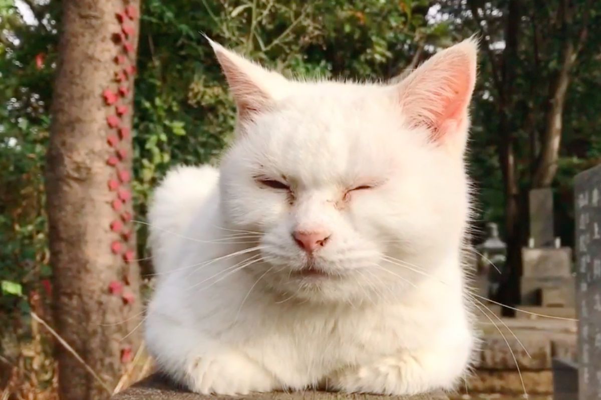 Dozens of Community Cats Guard Cemetery and Comfort Mourners for Years