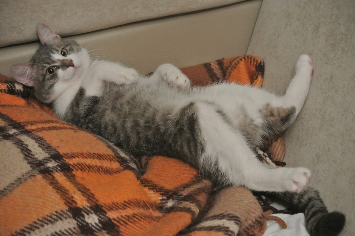 Counterclockwise Cat Used to Only Spin Left, But Everything Changed After He Got Adopted