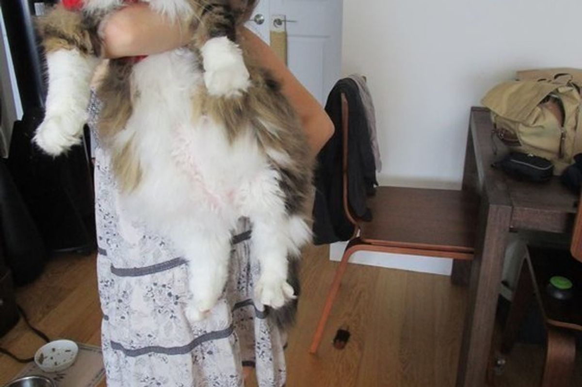 Giant Maine Coon Keeps His Human Warm as Her Purring Blanket
