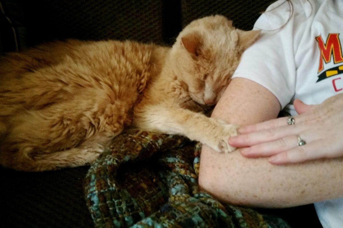 Couple Gave 21 Year Old Super Senior Cat a Chance to Live Out His Best Life, Now a Year Later...