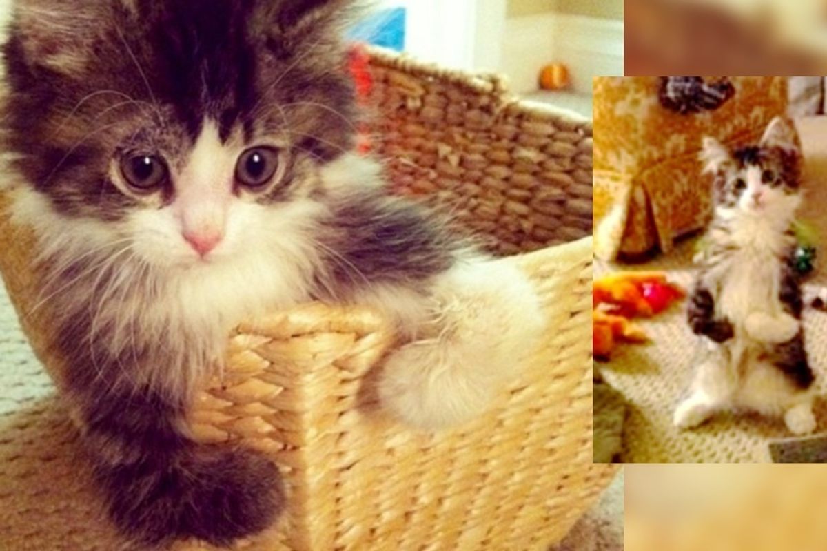 Happy Cat Walks On Two Legs Like a Little Human