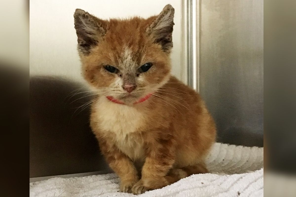 Grumpy Rescue Kitten Transforms Into a Happy Kitty