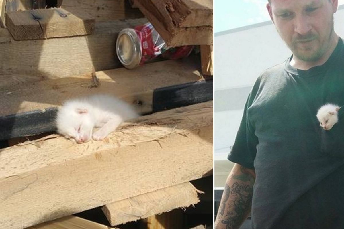 Man Spent 7 Hours Digging in Piles of Wood to Save Litter of Kittens in Dumpster