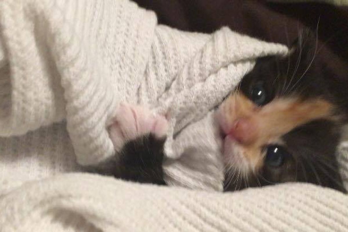 Orphaned Kitten Saved by Woman, Who is a Survivor Just Like Her