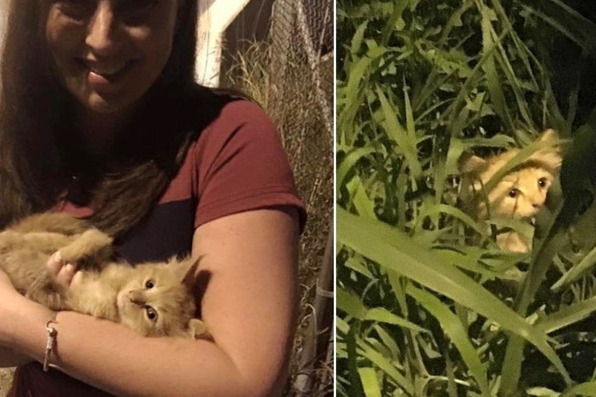 Stray Kitten Walks Up to News Crew Meowing for Help