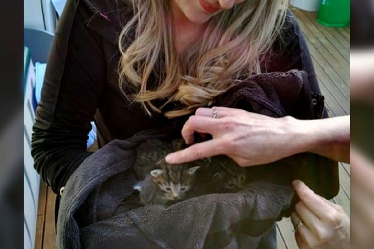 Women Spend Hours Searching for Four Kittens Who Lost Their Mom