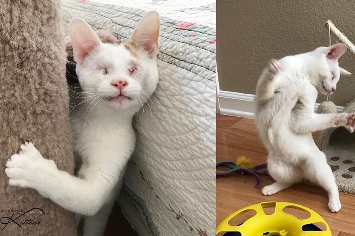 Blind Kitten Saved from a Tree Tells His Rescuers How Happy He is Every Day