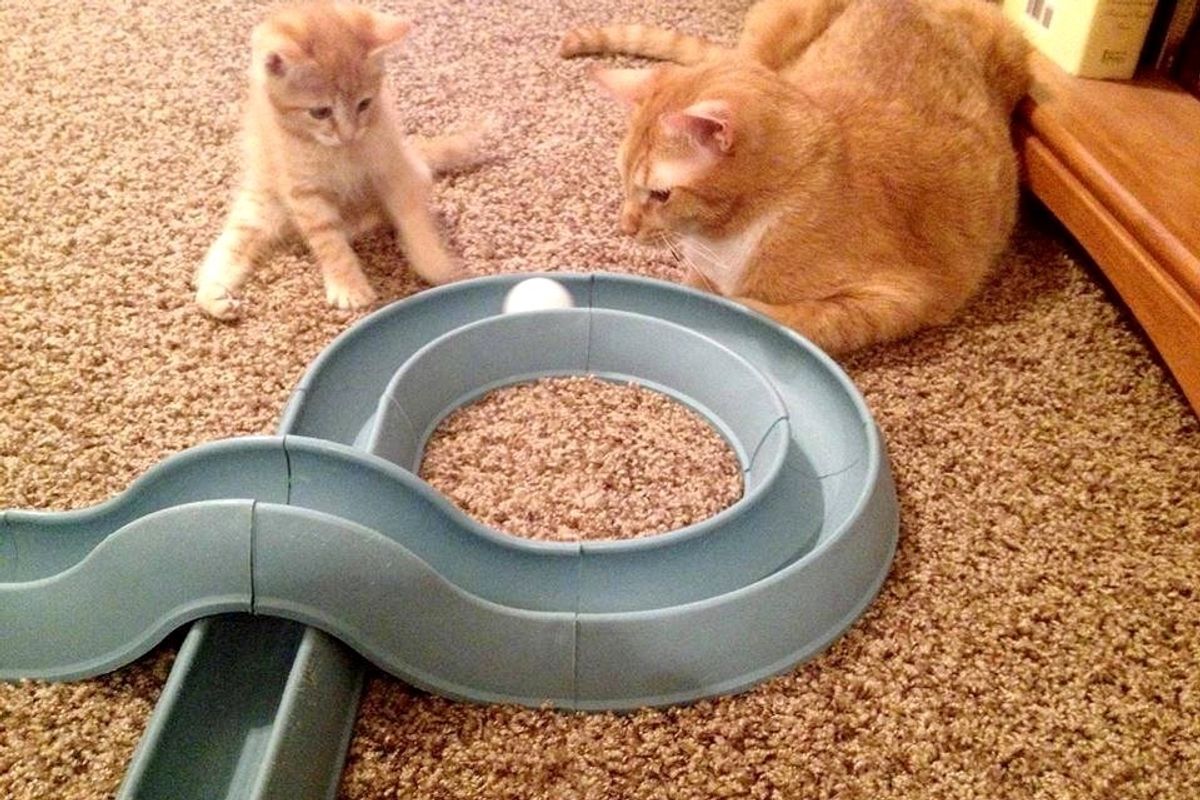 Tiny Kitten, Who Could Only Hop and Do Splits, Learns to Walk