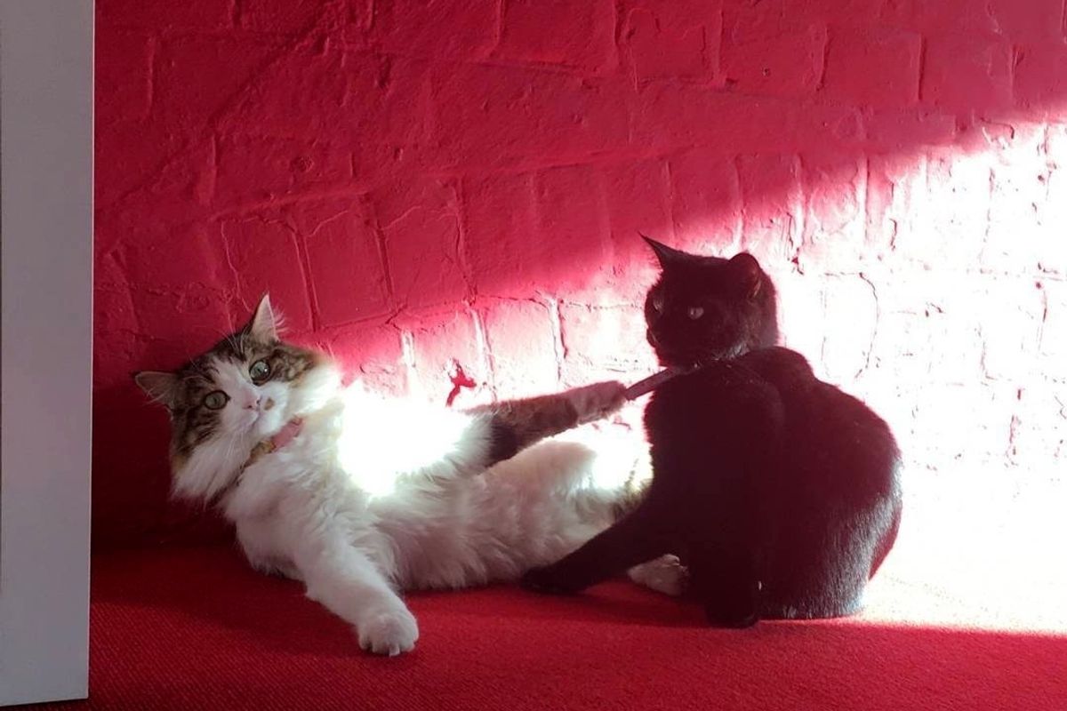 Company Hires Two Shelter Cats to Help Rescue Their Enployees