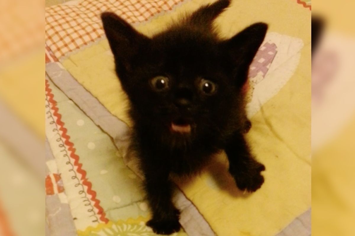 They Give Roadside Kitten Food, He is So Happy He Sings the Song of Meows