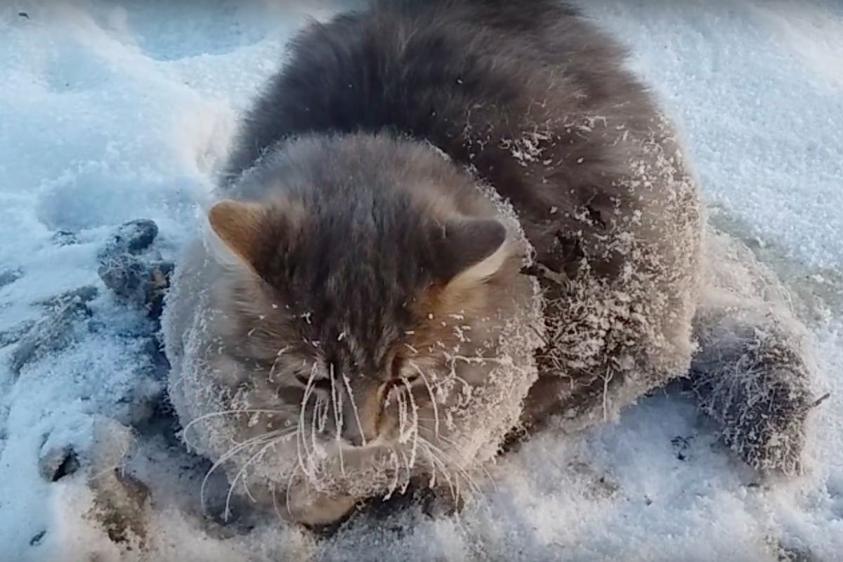 Couple Saves Cat Whose Paws Were Frozen In Ice During Deadly Weather