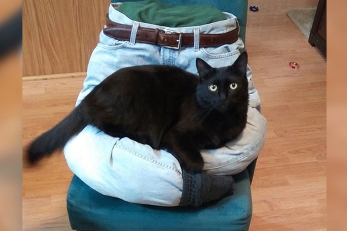 Man Came Up with 5 Brilliant Ideas to Keep His Cats Happy