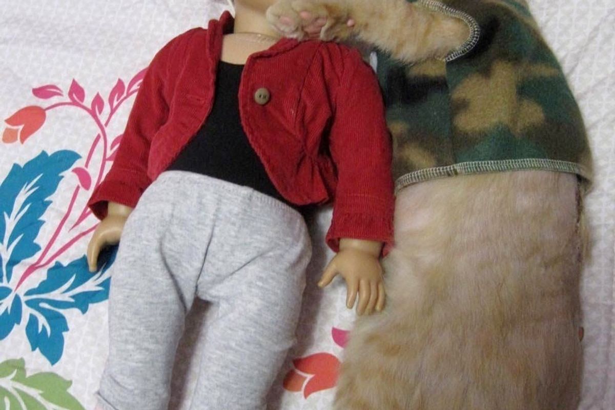 Injured Kitten Comforted by American Girl Doll Clothes, It Changes Everything..