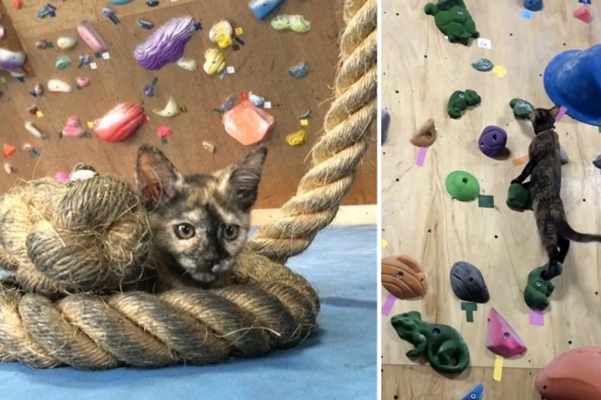 Tortie Kitten Makes Gym Her Home and Shows Humans How to Climb Like a Pro