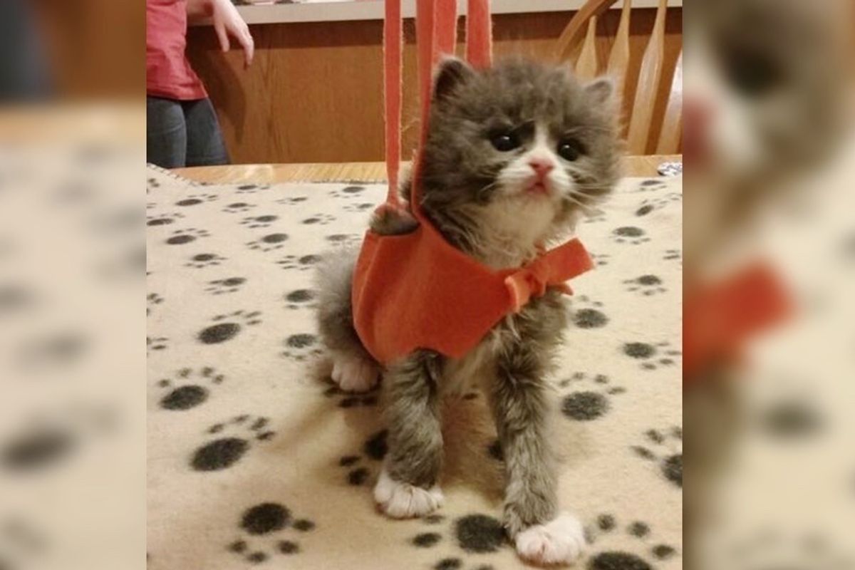 Special Kitten Brought Back From the Brink Wobbles His Way into Man's Heart