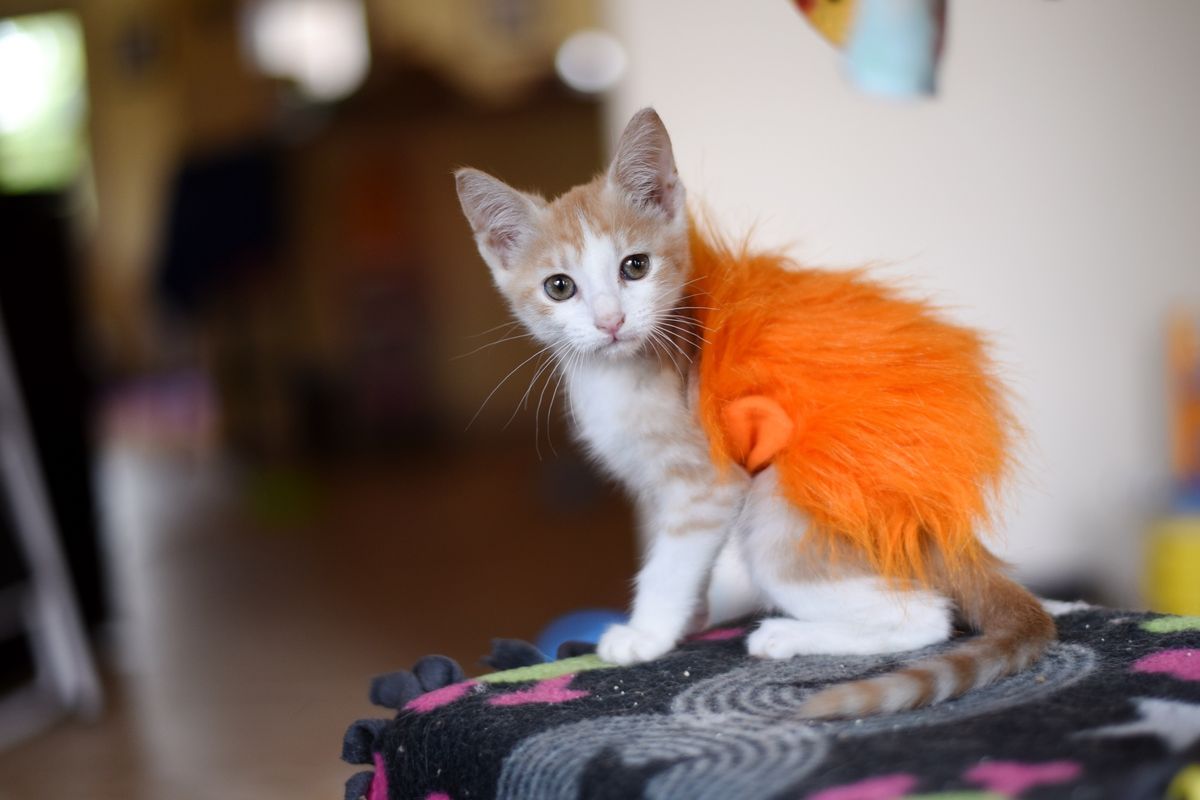 Brave Kitten Survived Attack, Wears Lion King Sweater to Help Her Heal