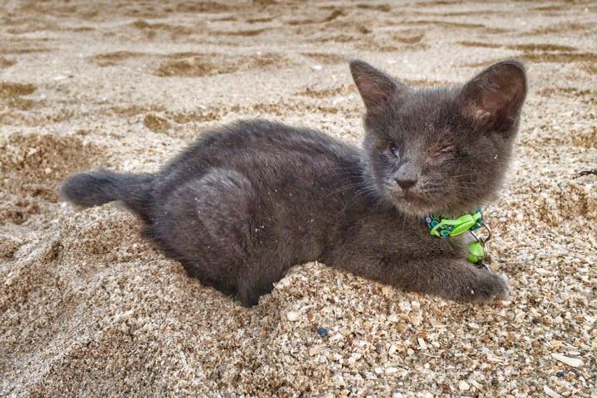 Blind Kitten with Weak Heart Lives Out Final Months With Bucket List Adventure