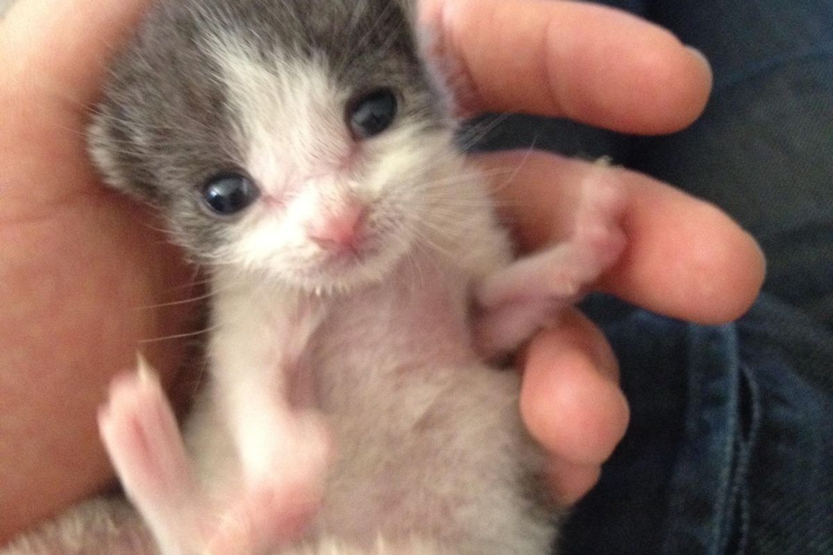 Man Saves Orphaned Kitten from Backyard and Raises Her into Snuggle Bug, Now a Year Later