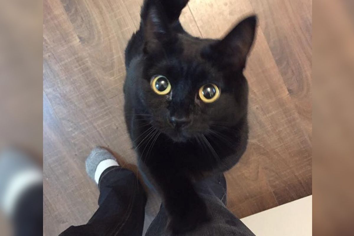 Cat Reaches Out Her Only Front Paw for Cuddles After Man Saved Her Life.