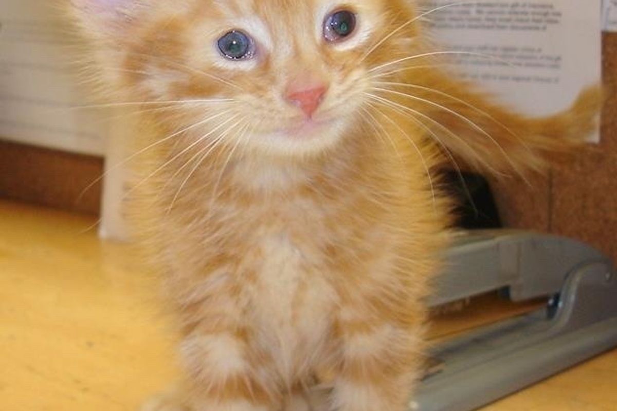 This Special Blind Cat Has 4 Ears and Ability to Touch Hearts
