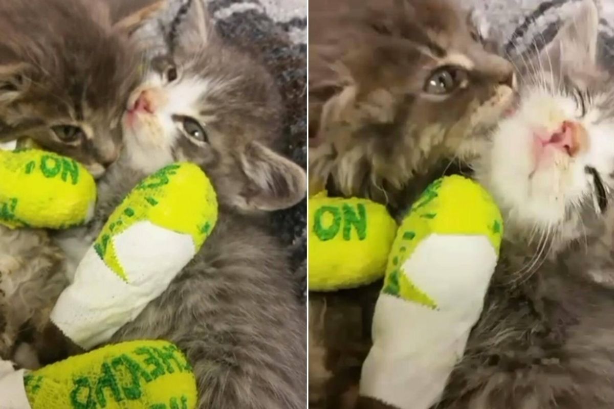 Photographer Risks Injury to Save Two Kittens From Brush Fire