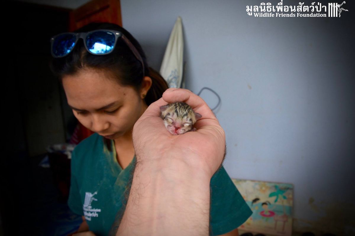 Family Finds Tiniest Kitten in Middle of Road, But He's Not What He Seems