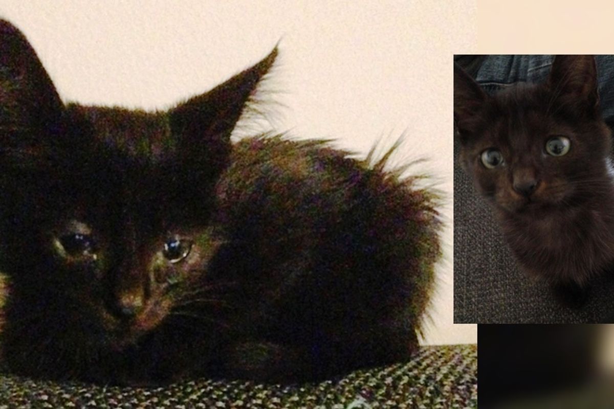 Woman Takes a Chance on Sad Stray Kitten, What a Difference a Few Days Make..