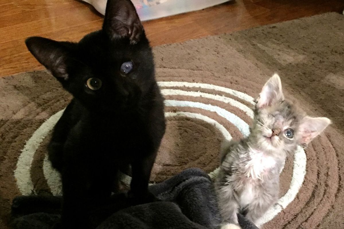 Two Orphaned Kittens, Though Disabled, Complete Each Other in a Special Way...