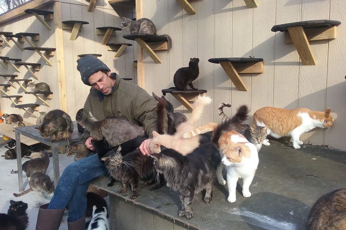 Man Saves Over 300 Homeless Cats After Losing His Son in an Accident