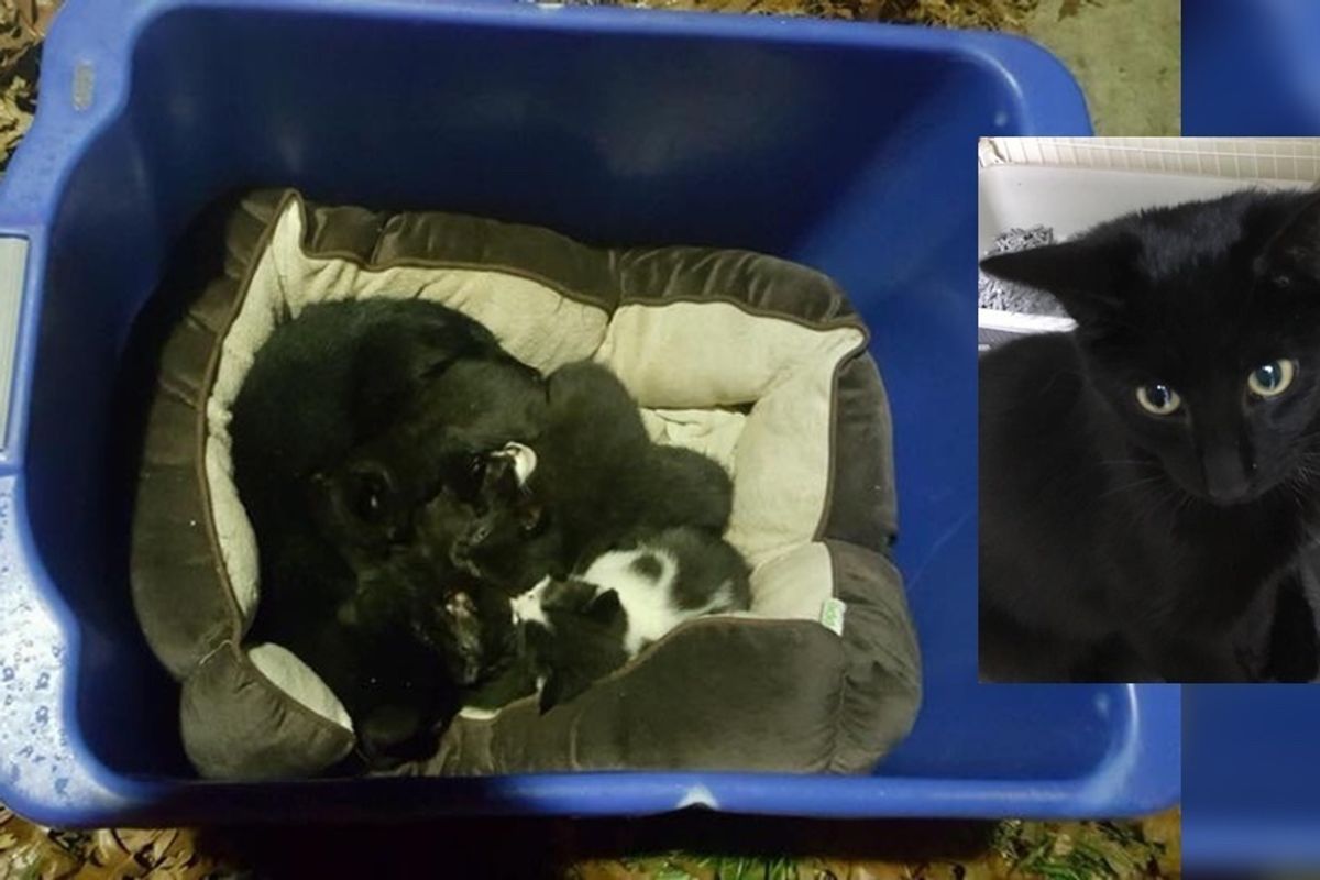 Cat Found Protecting Kittens Left in the Cold, but the Cat is Not Mom at all.. (with Updates)