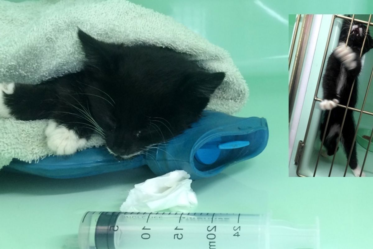 Kitten Brought in Completely Lifeless, After 3 Hours of Dripping Fluids and Care...