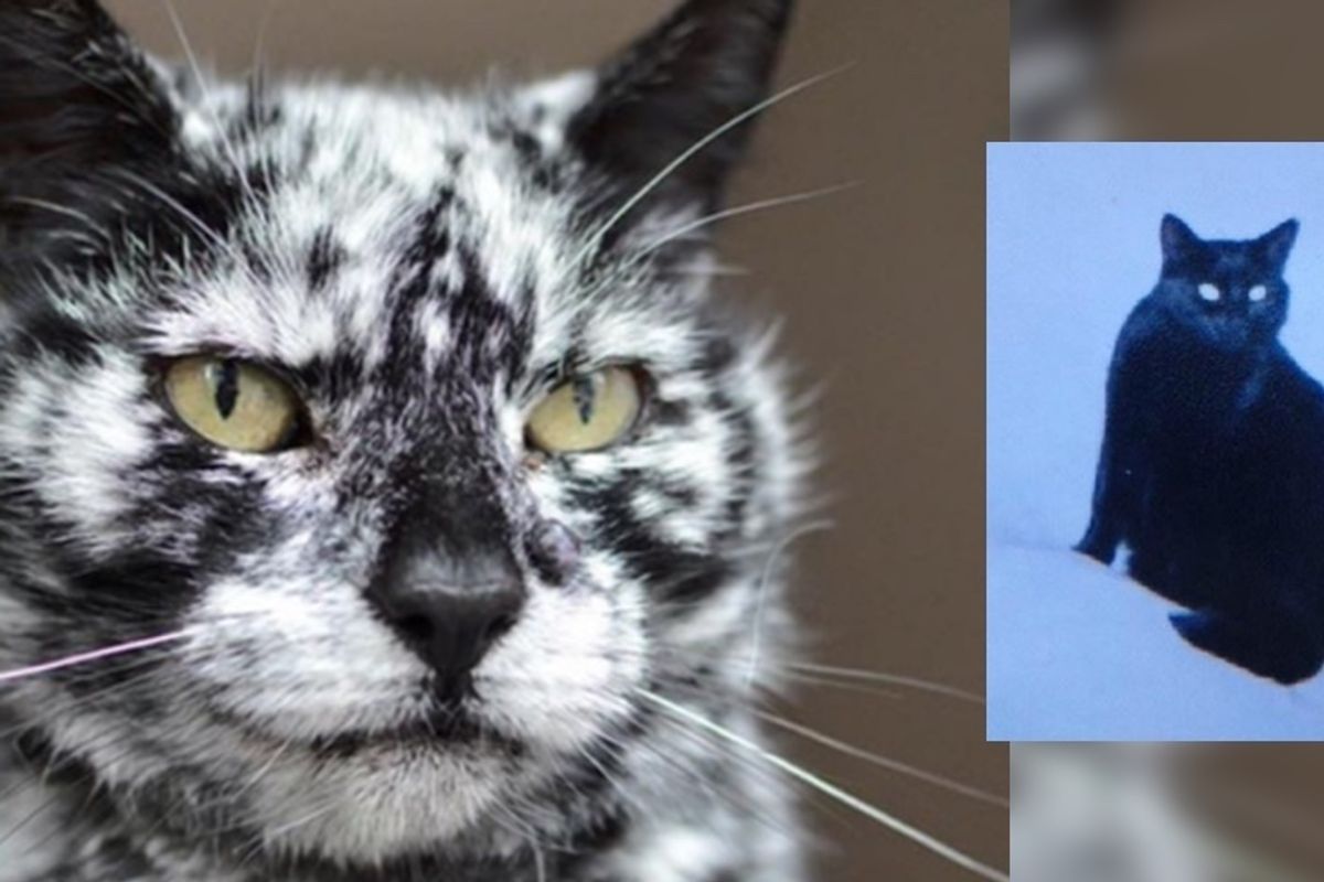 19 Year Old Cat Grows Snowflake Pattern from His Dark Black Coat Over a Decade