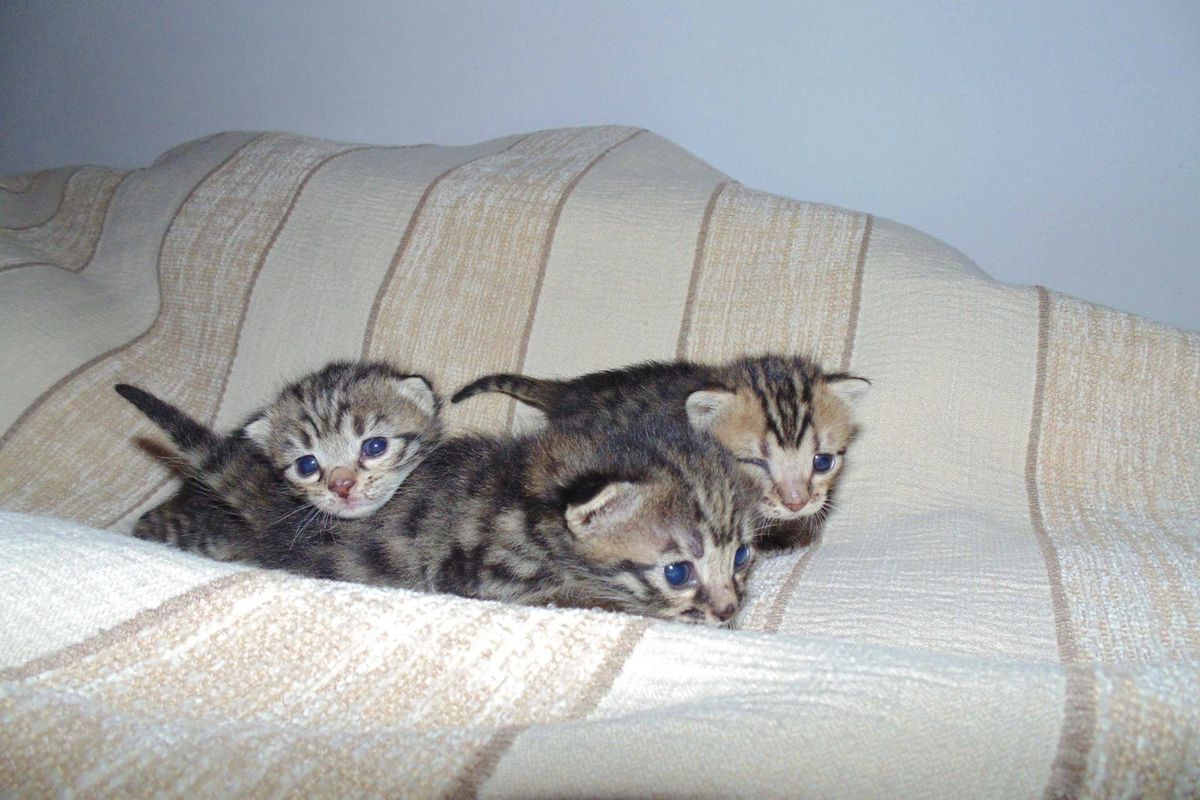 Woman Saves 3 Orphaned Tabbies on Rainy Day and Helps Them Find Their Meow