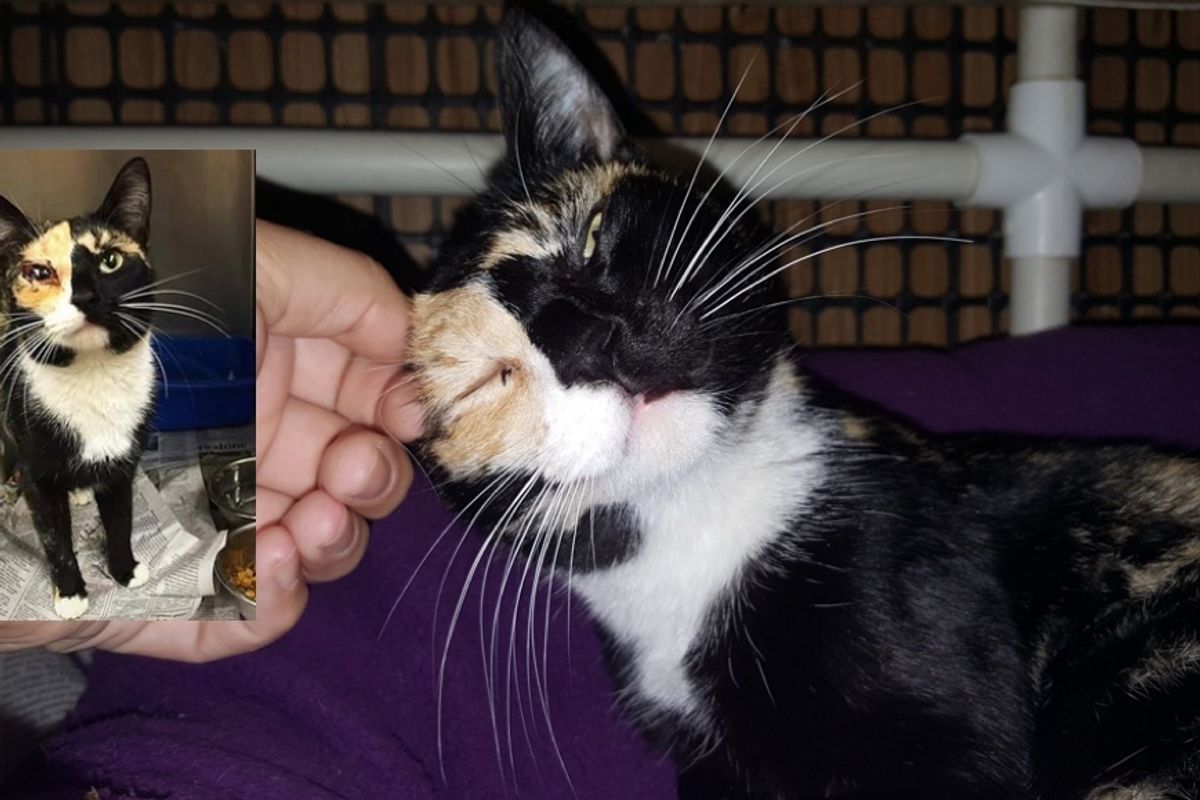 Calico Cat Shows Incredible Forgiveness After She Was Found Shot in Eye