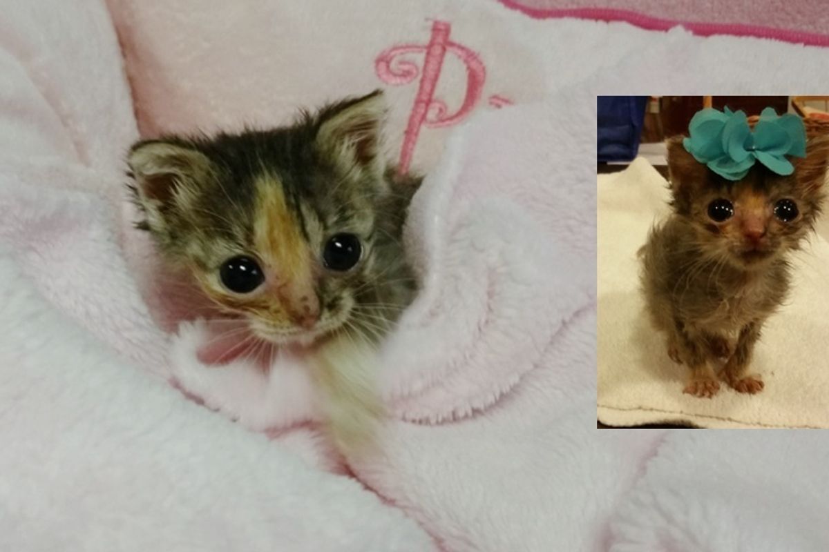 Micro Kitty Only 1/3 of Normal Size Tries to Grow Big, A Few Months Later..