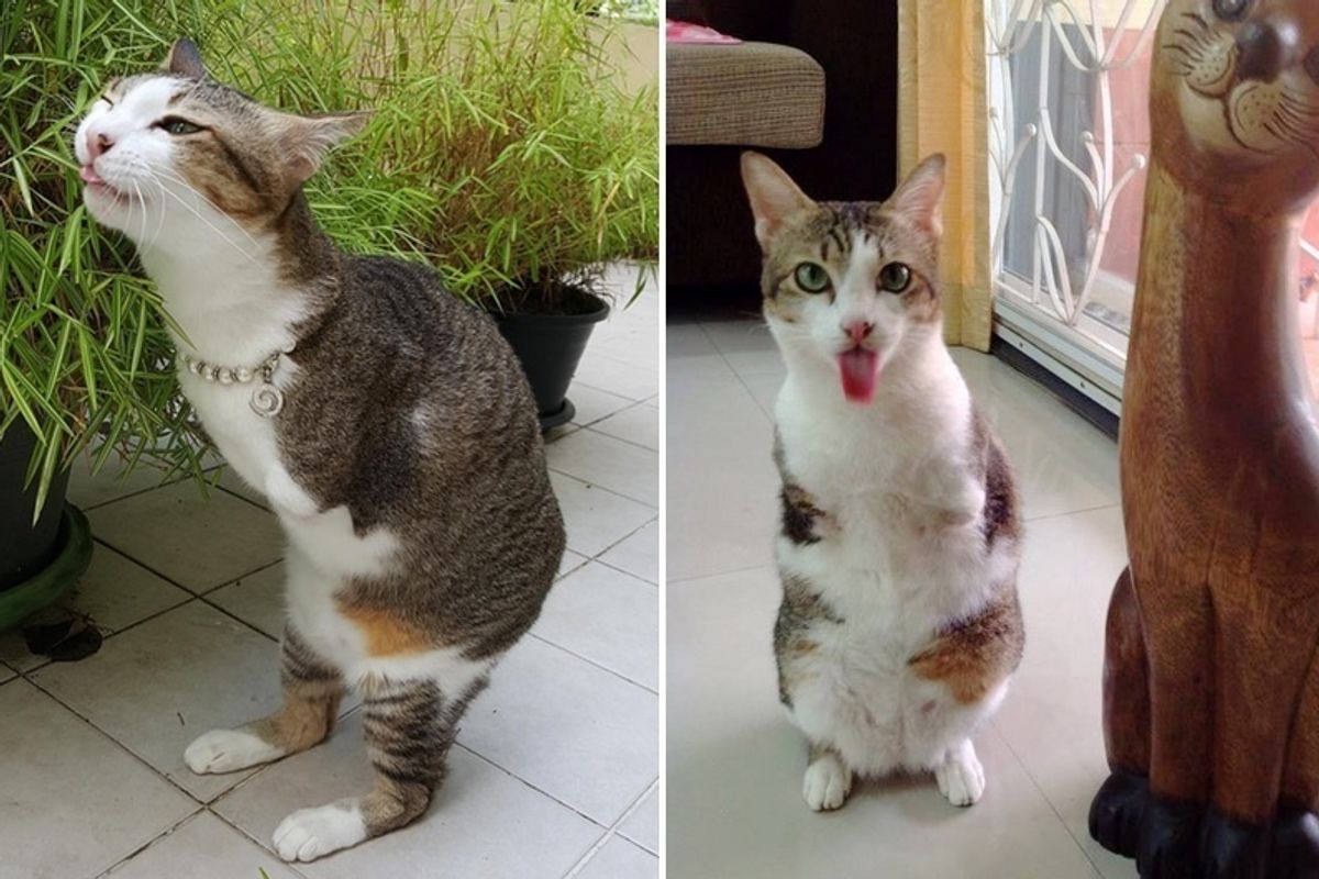 Cat with Only Two Back Legs Surprises Everyone With What He Can Do