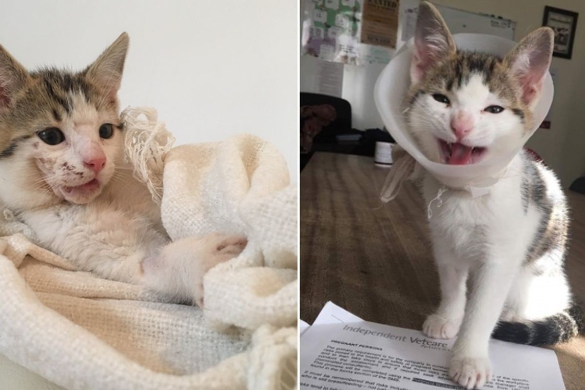 Brave Kitten Turns His Broken Jaw into Beautiful Smile