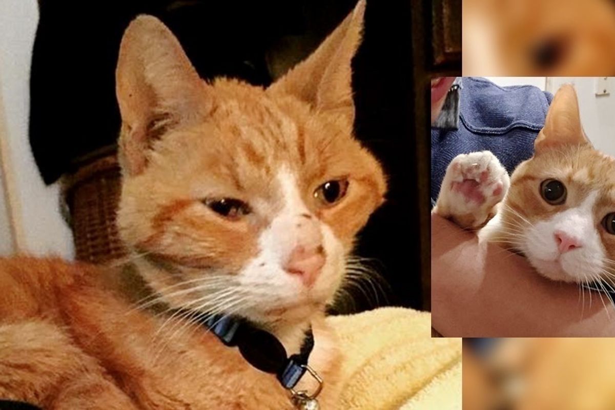 Couple Saves Emaciated Shelter Cat from Death Row, After a Month of Cuddles...