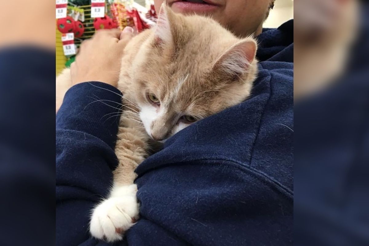 Rescue Cat So Happy to Be Adopted He Can't Stop Hugging His Human...
