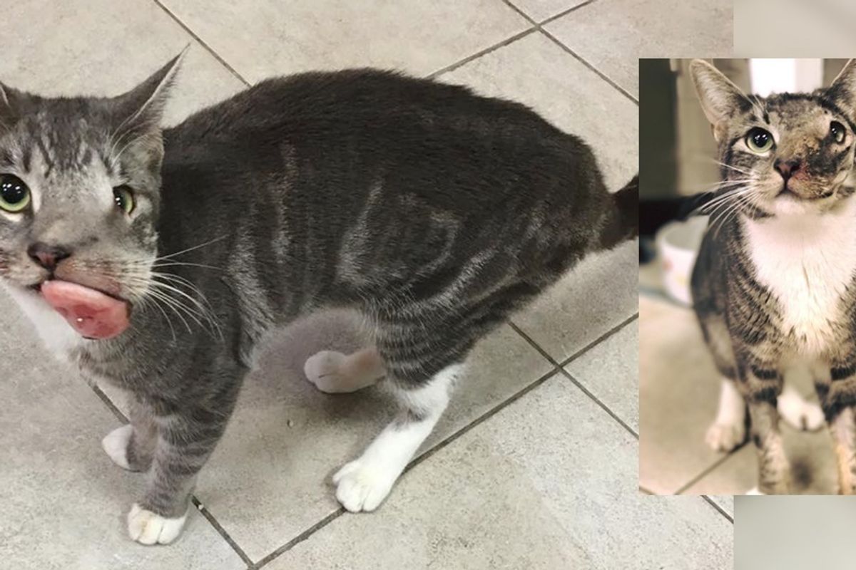 Cat with Baseball Sized Tumor Gets Her Beautiful Smile Back (with Updates)