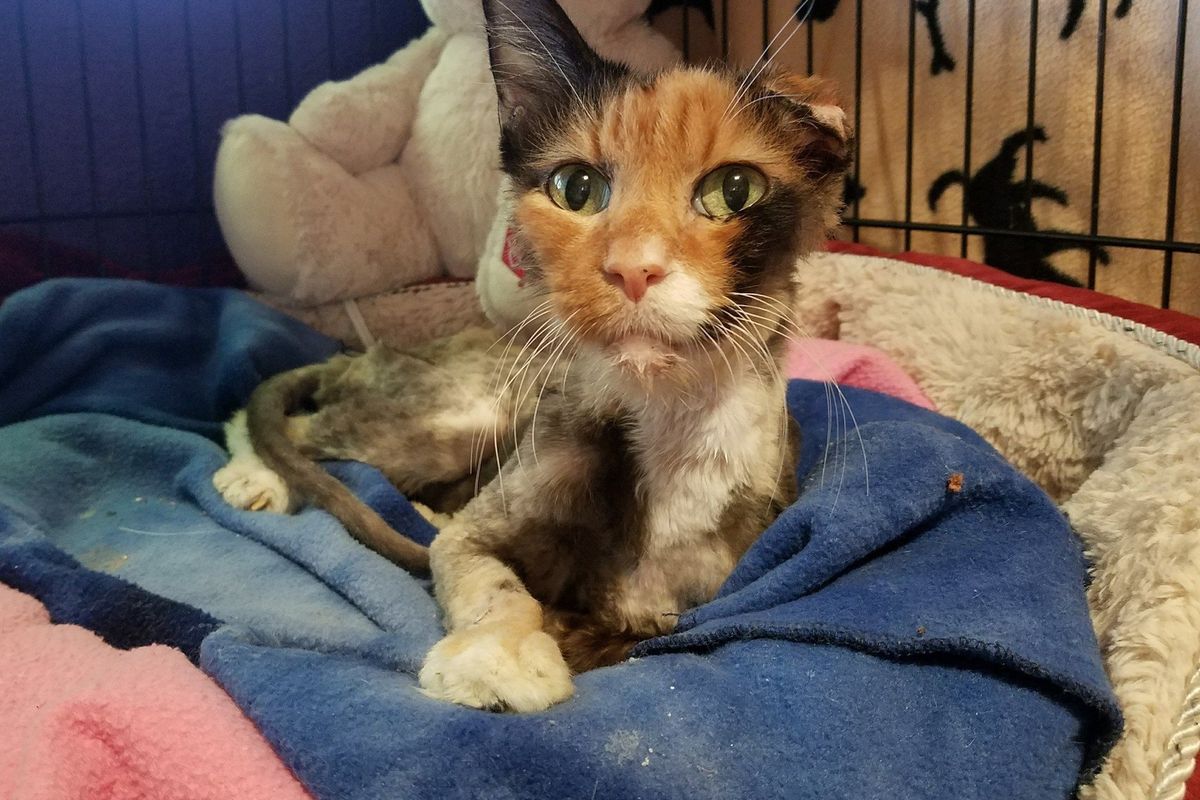 14 Year Old Cat Weighed Same as 4 Month Old Kitten, But A Few Months After the Rescue...