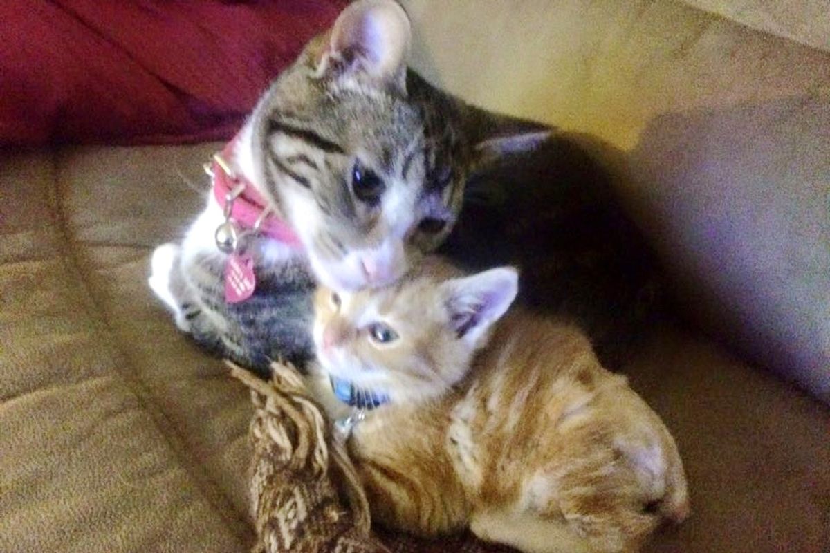 Kangaroo Kitty Meets Rescue Ginger Who Lost a Tail, and Takes to Him Like Family