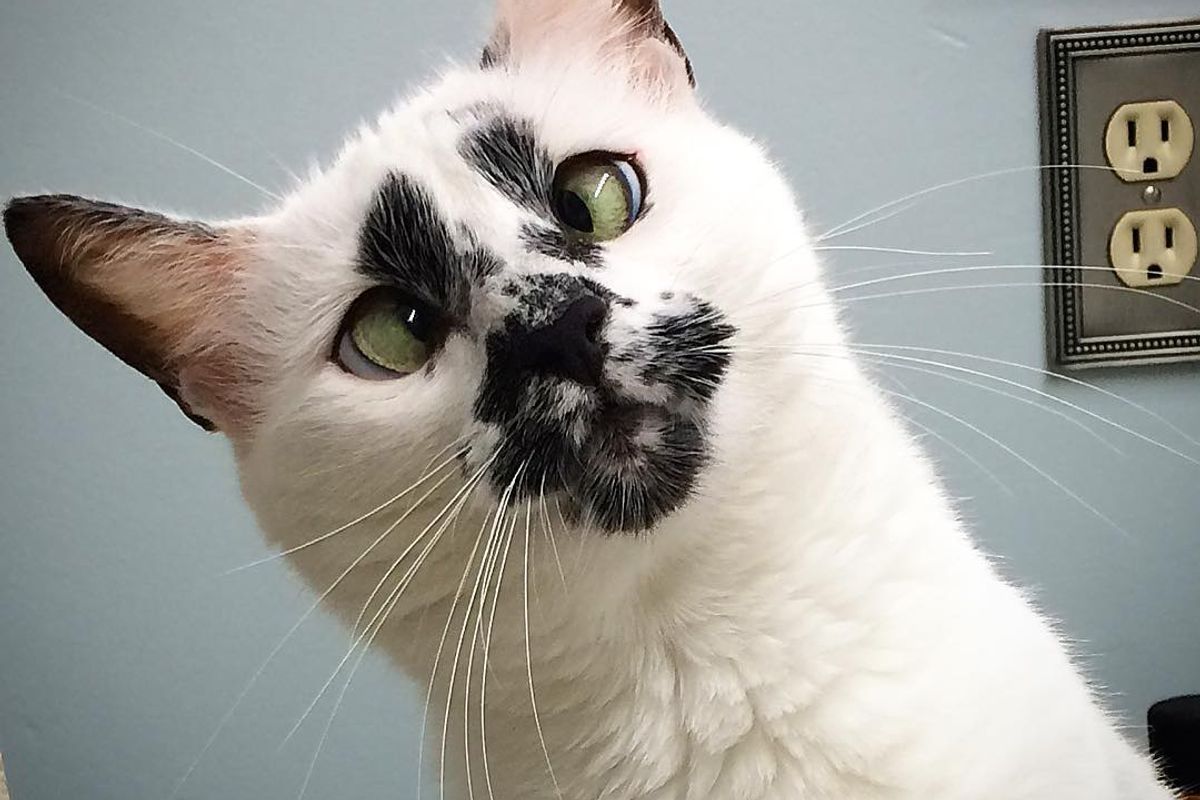 Stray Cat with Unique Face Begs Her Rescuer to Keep Her, Then and Now