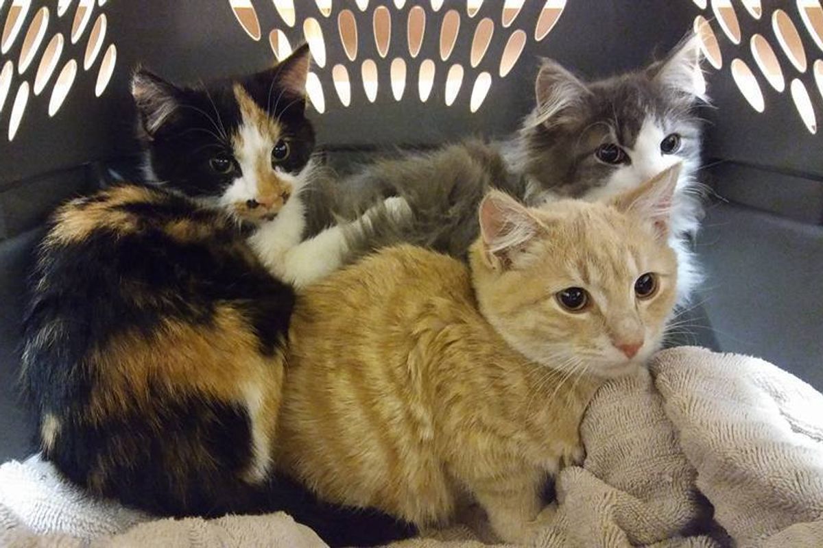 Feral Kittens Completely Terrified of Humans Experience Love for the First Time, It Changes Everything...