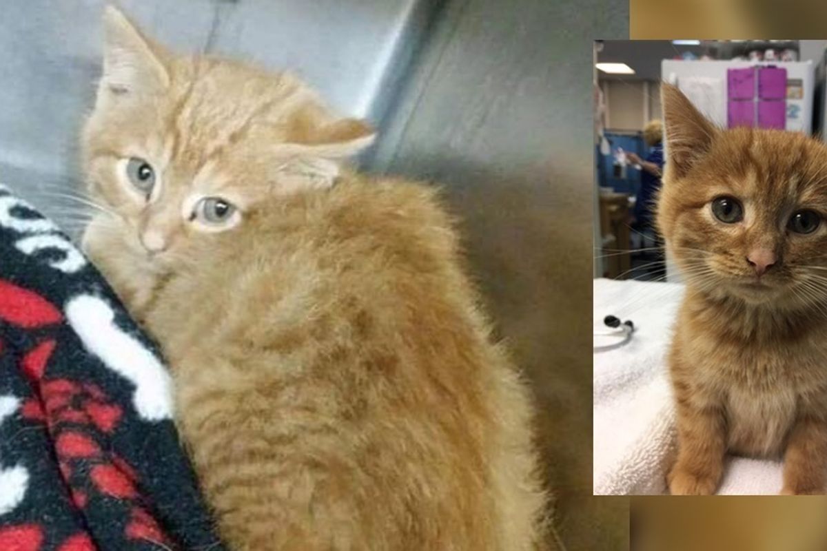 Rescuer Drove Miles to Save Kitten on Christmas Eve, A Day After the Rescue...