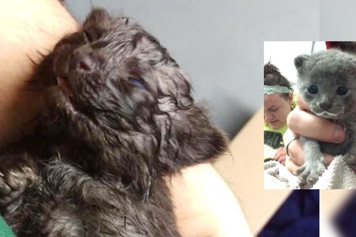 Couple Saves Kittens from Freezing Cold But After 20 Minutes of Snuggles...