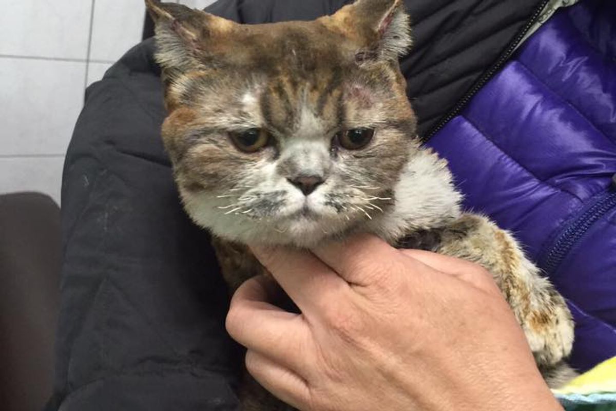 Young Woman Lost Her Life Trying to Save Her Cats from Burning House so They Could Live